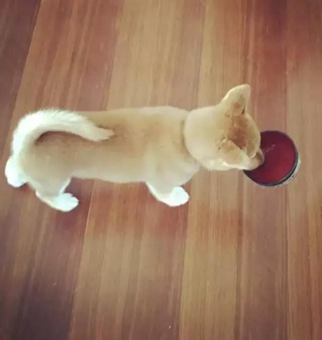 看完再决定要不要养柴犬,千万不要养柴犬