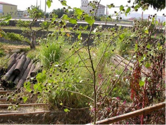 能印花还能治病的“磨盘草”，村里女孩拿它当耳环带
