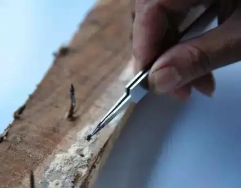 葡萄树干有蛀虫怎么办,葡萄蛀虫