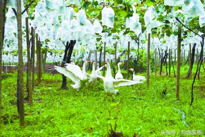 中国句容第十届丁庄葡萄节,中国江苏句容第十届丁庄葡萄节