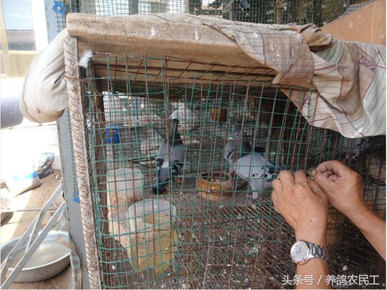 养鸽农民工探访资深鸽友，毫无保留的倾囊相授信鸽可以这样玩！