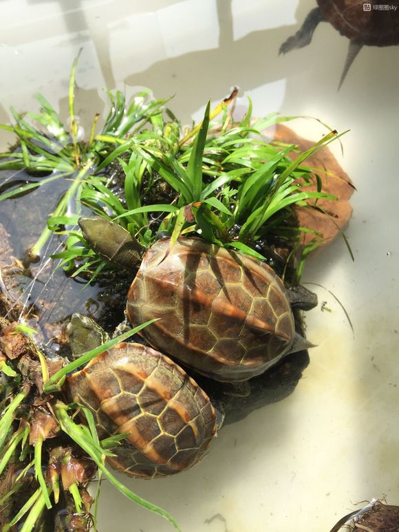 新手养龟的十大注意事项,养龟新手必须知道的两个关键点