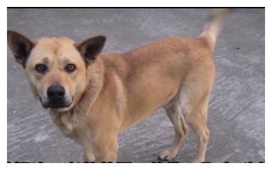 狗发疯咬人如何给他致命一击,养了8年的狗狗突然发狂咬人