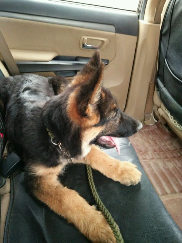 一只德牧从出生到长大的变化,平背短毛德牧幼犬1-12个月变化图