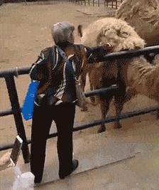 搞笑gif动图吸引人,不听话搞笑gif动图