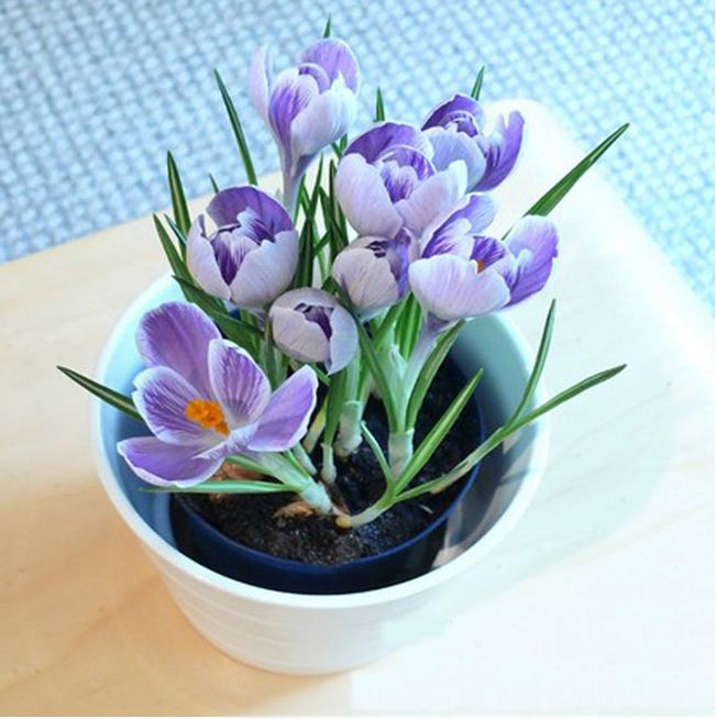 最好看的花藏红花,藏红花被誉为女性之花