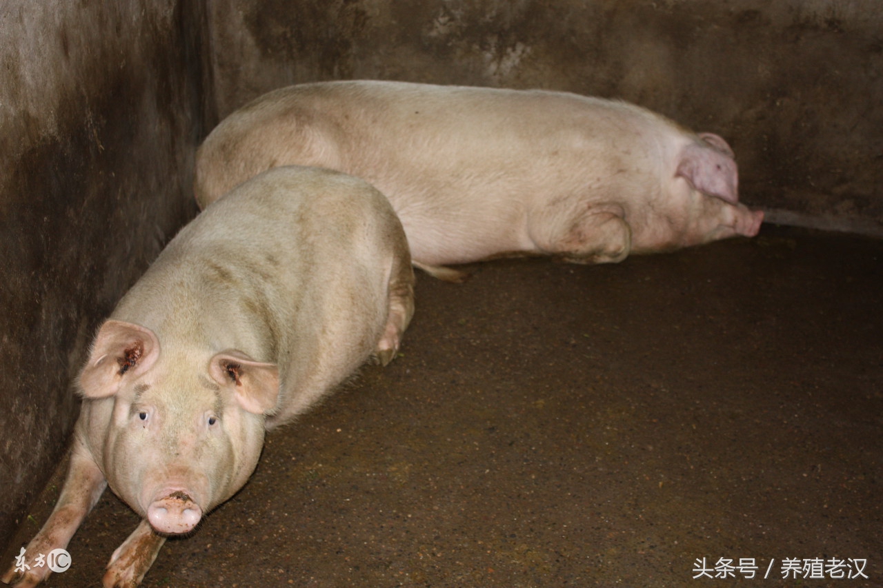 猪咬伤的正确处理方法,养猪猪打架咬死怎么解决