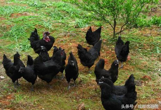 蛋鸡养殖现状和前景,蛋鸡养殖前景及模式