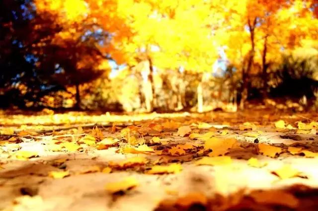 三千年的情缘,三千年的企盼只为这一季的金秋(附攻略)