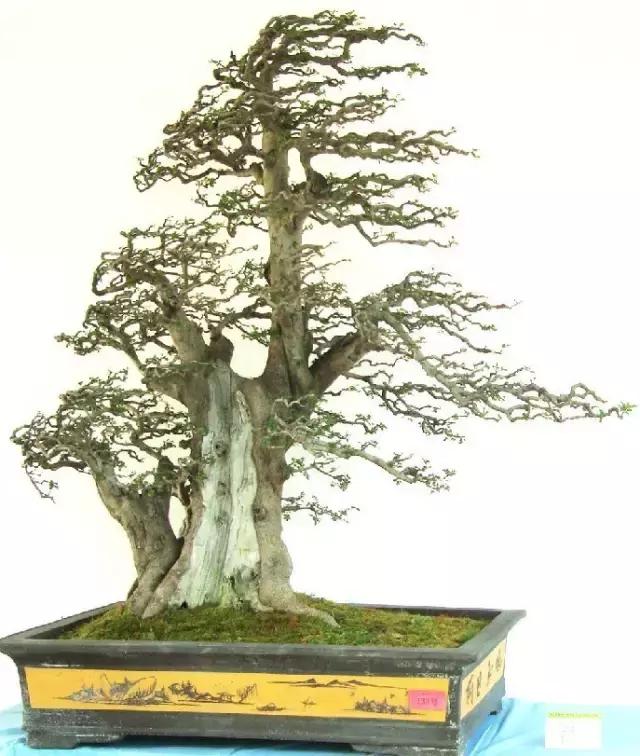 北方室外过冬的盆景对节白蜡盆景,小叶女贞和对节白蜡哪个适合盆景