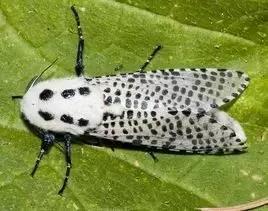 葡萄树干有蛀虫怎么办,葡萄蛀虫