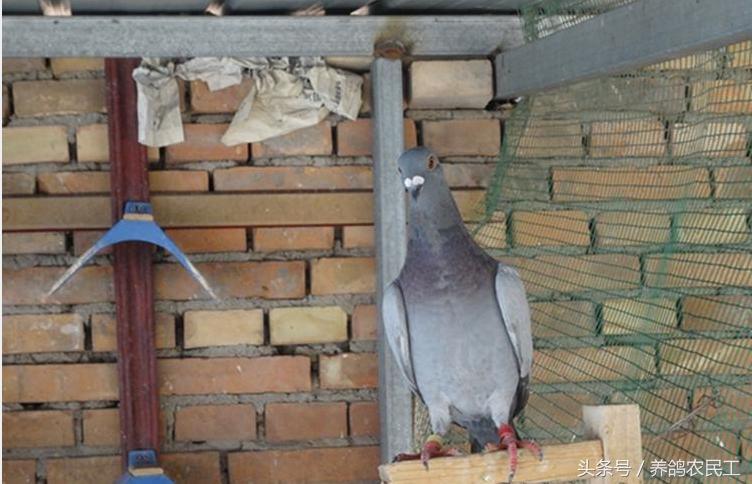 养鸽农民工探访资深鸽友，毫无保留的倾囊相授信鸽可以这样玩！
