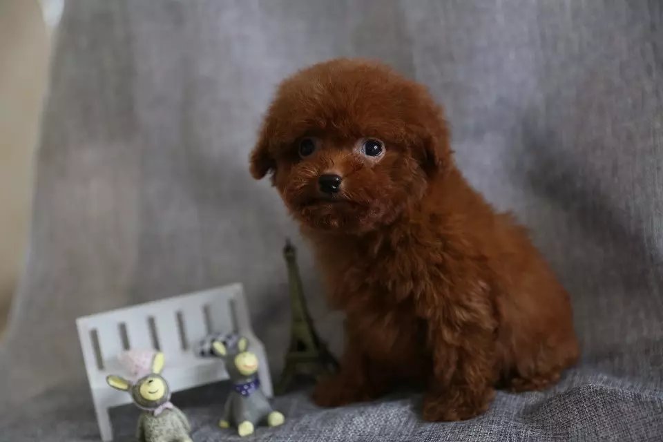 茶杯犬要怎么养,茶杯犬怎么样养