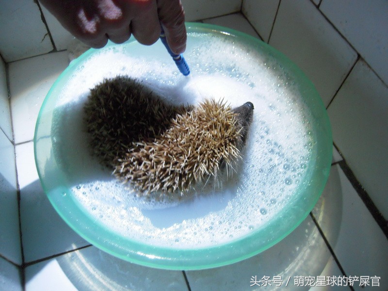 洗澡前的刺猬生无可恋，洗完后成为草地一只花，温柔卖萌