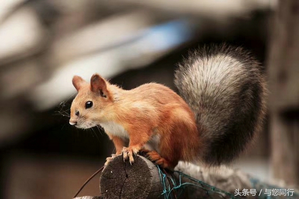 雪地松鼠可爱视频,雪地松鼠卖萌