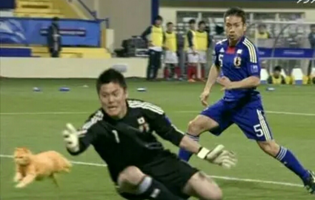 网友把足球p成猫之后，哈哈哈，第一张就笑疯