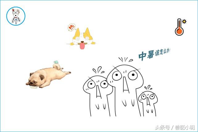 萨摩耶犬中暑怎么救,萨摩耶被寄养受伤