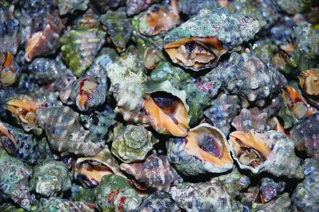 又到吃海鲜的季节咯！一位吕四渔民整理的海鲜大全，保证有你不认识的！