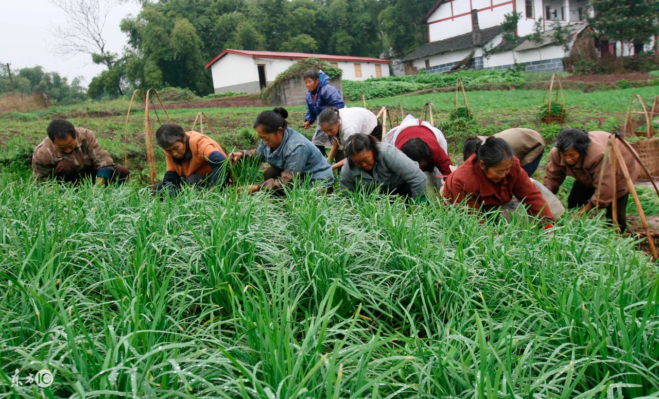 在农村，对韭菜具有一定的讲究，不能吃头茬，你知道为什么吗？