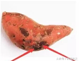 农村养猪：养猪户喜欢用红薯喂猪，但要避开这些误区！