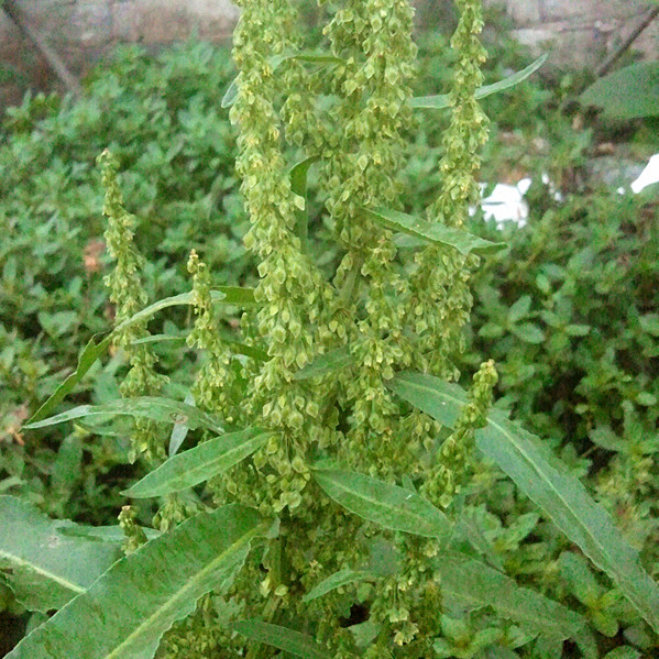 银屑病难治?用对药就简单,试试这种农村的野菜吧!