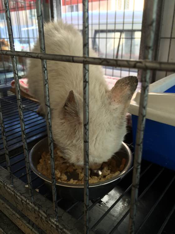 垃圾桶旁边的小猫，我走进了冲着我叫却叫不出声音，只能嘴巴动！