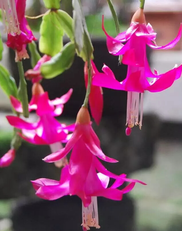 每日一花花语,每日一花之杜鹃花