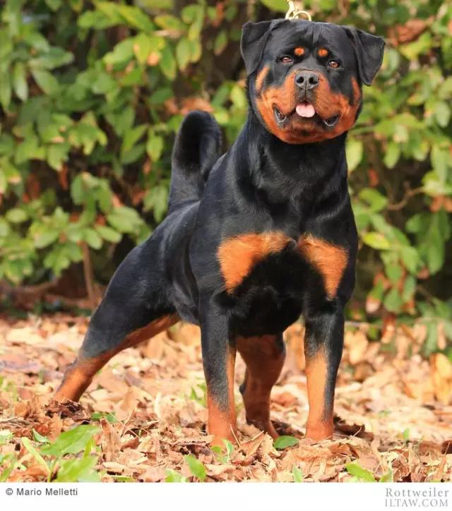 赛罗的宠物罗威纳犬,罗威纳犬犬种