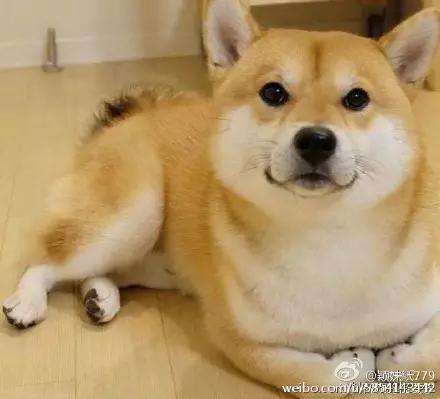 为什么柴犬掉毛那么厉害,为什么柴犬溜不动