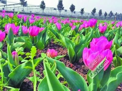 今日武汉|武汉明天迎寒潮；世卫组织：避孕套可能致癌