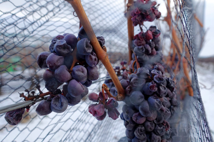 尼亚加拉珍稀冰酒,尼亚加拉冰酒