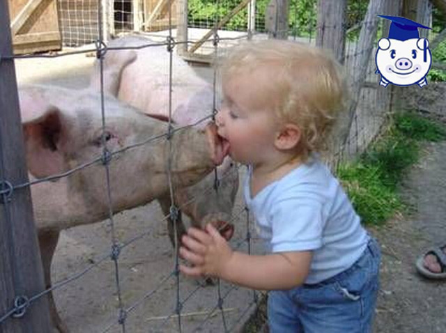 猪的智商处于什么位置,猪的智商到底有多少