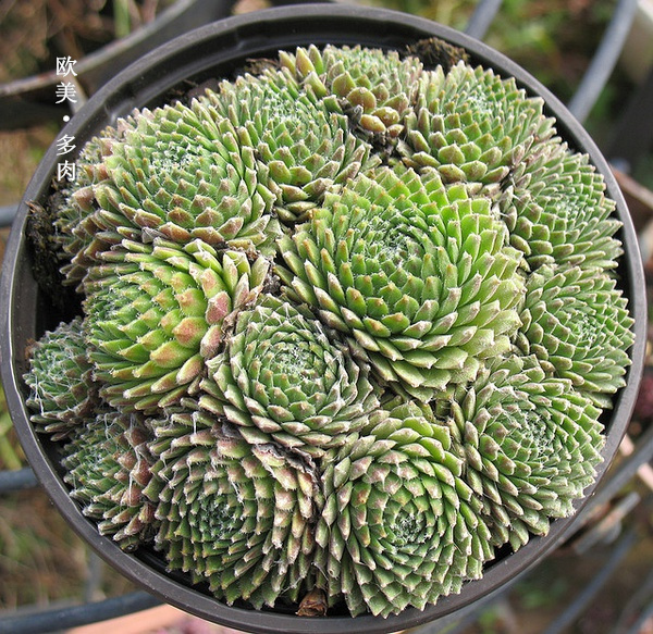 多肉张狂起来,狂野型多肉