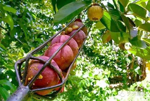 山竹都有哪些问题,山竹的秘密你知道多少