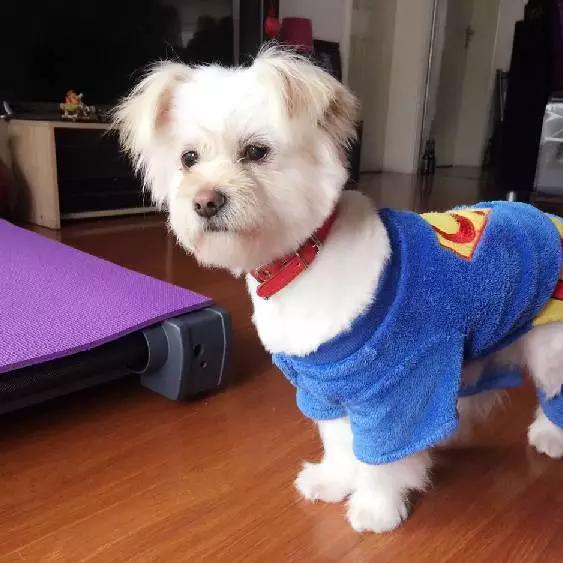 「3月上海领养」给流浪的它们一个温暖的家！