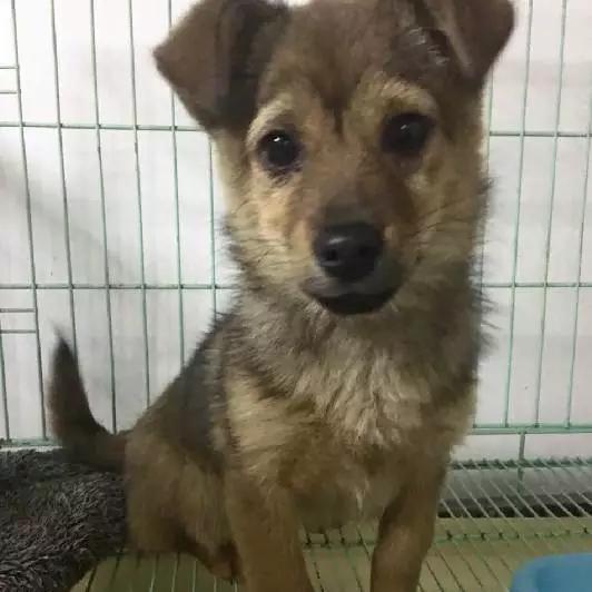 上海猫咪领养虹口,喵小汪宠物领养