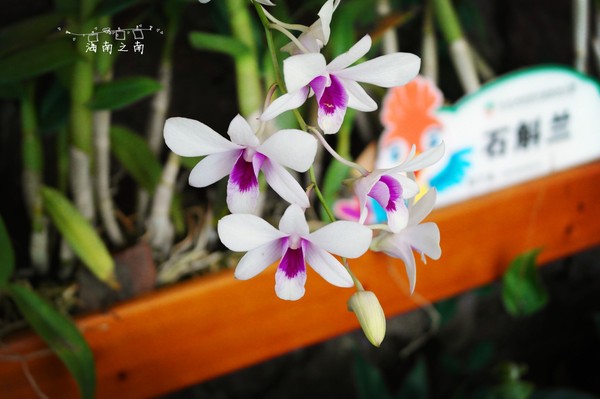 5天4夜三亚之旅,和闺蜜来三亚一定要这样玩