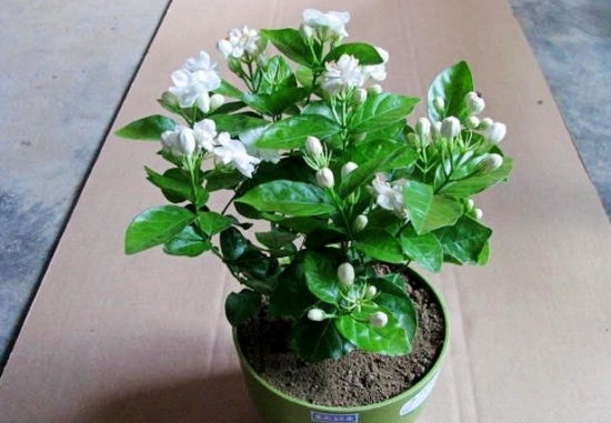 夏日防蚊虫植物,夏天快来了防蚊通风