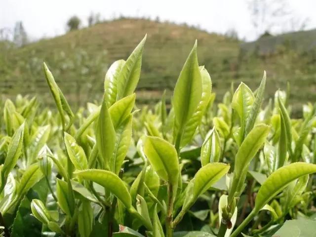 让*欲人**罢不能的春茶真相