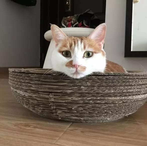 上海嘉定哪里有免费领养狗,瑶海区附近最近的宠物领养