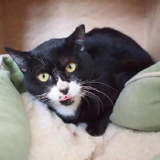 2022上海宠物领养中心官网,上海宠物领养日申请领养概率