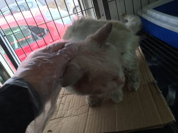 垃圾桶旁边的小猫，我走进了冲着我叫却叫不出声音，只能嘴巴动！