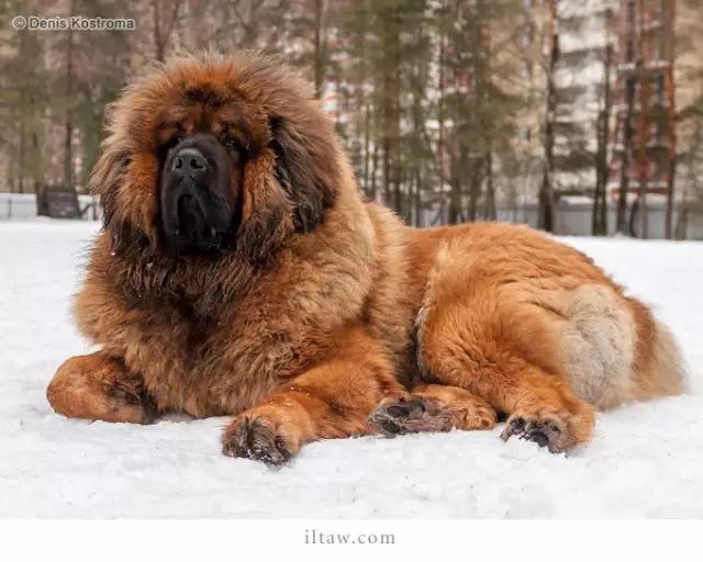 涓浗鐙湁鐘钘忕崚,甯呯嫍鍝佺钘忕崚