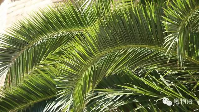 你们见过这么大的铁树吗,大铁树好壮观