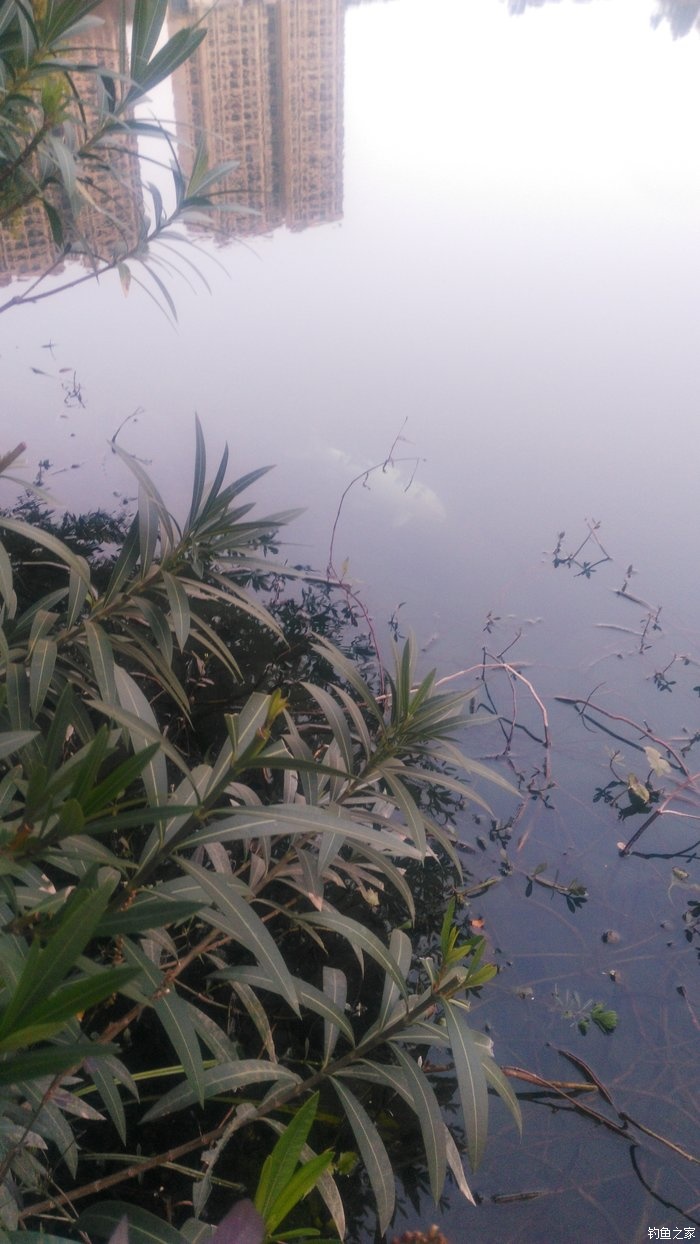 锦鲤迎春鱼跃龙门,锦鲤观赏鱼鸿运当头