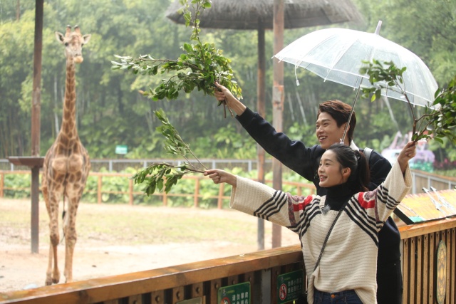 长隆半价|像某对明星CP一样约会吧