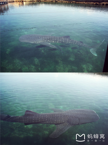 一起去三亚旅游就是最好的陪伴,三亚攻略自由行情侣