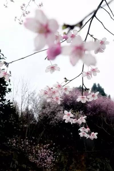 畅游通山,*光春**烂漫映北山一季樱花梦里来