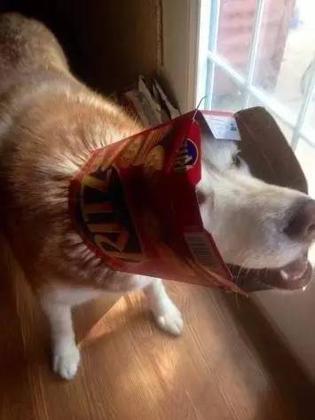 狗生已思考好,请帮我把狗头弄出来