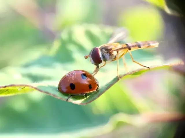 技巧：难得“糊”图，看不清楚也动人